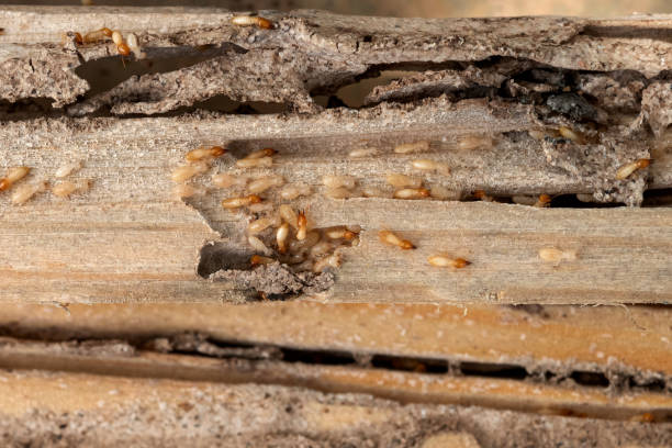 Best Commercial Pest Control Services  in Rushville, IN